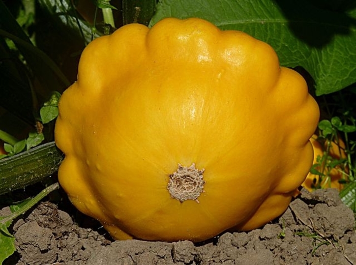Pattypan 'Sunny Delight' - Pattypan Squash from The Flower Spot