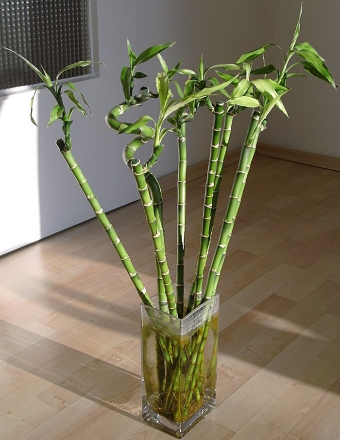 Curly Bamboo - Dracaena sanderiana (Ribbon Plant) from The Flower Spot