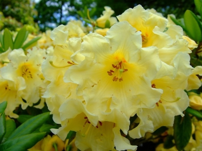 Honey Butter Rhododendron - Rhododendron 'Honey Butter' (Rhododendron) from The Flower Spot