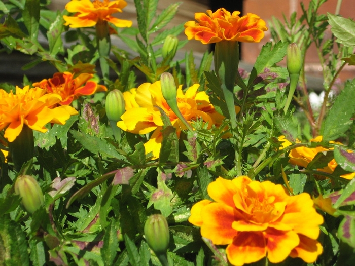 French Marigold - Tagetes patula 'Disco Flame' from The Flower Spot