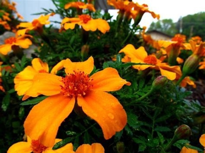 French Marigold - Tagetes patula 'Disco Orange' from The Flower Spot