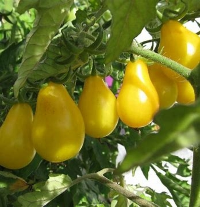 Tomato 'Yellow Pear ' - Lycopersicon esculentum from The Flower Spot