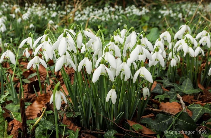 Snowdrops - Galanthus elwesii from The Flower Spot