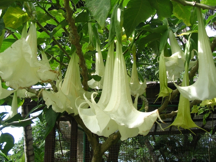Angles Trumpet - Brugmansia from The Flower Spot