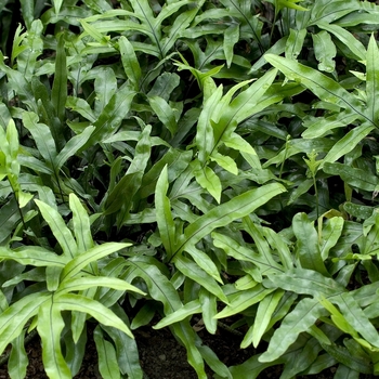 Microsorium diversifolium - Kangaroo Fern