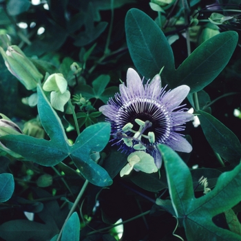 Passiflora - Passion Flower