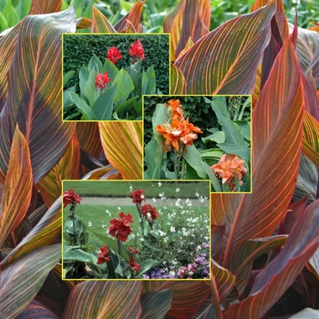 Multiple Varieties - Canna Lily