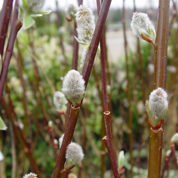 Salix discolor (Pussy Willow) - Pussy Willow