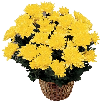 Chrysanthemum Adelle - Disbud Mum