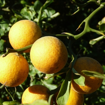 Poncirus trifoliata - 'Flying Dragon' Japanese Hardy Orange