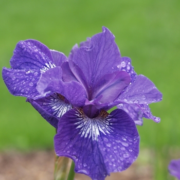 Iris sibirica 'Assorted Varieties' - Siberian Iris