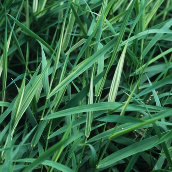 Phalaris arundinacea 'Picta' - Water Ribbon Grass