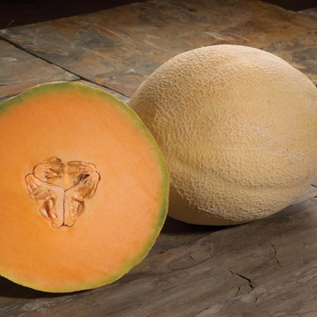 Cantaloupe Melon - Cantaloupe 'Atlantis F1'