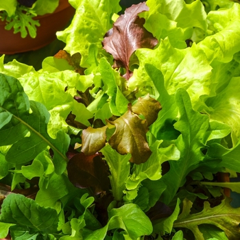 Lactuca sativa 'City Garden Lettuce Mix' - City Garden Lettuce Mix