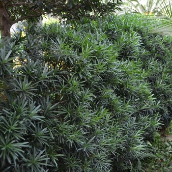 Podocarpus macrophyllus - Buddhist Pine