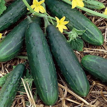 Many Cucumber Varieties - Cucumbers