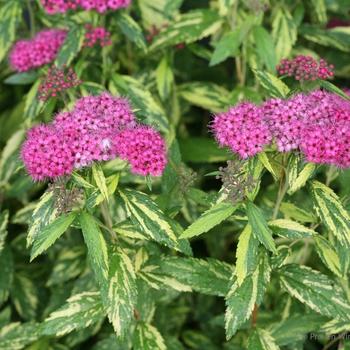Spiraea japonica 'Painted Lady™' - Double Play® 