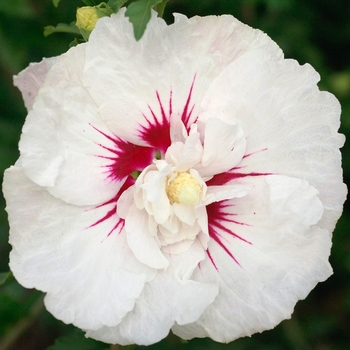 Hibiscus syriacus (Rose of Sharon) - First Editions® 'Bali™'