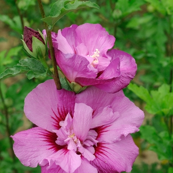 Hibiscus syriacus (Rose of Sharon) - First Editions® 'Tahiti™'
