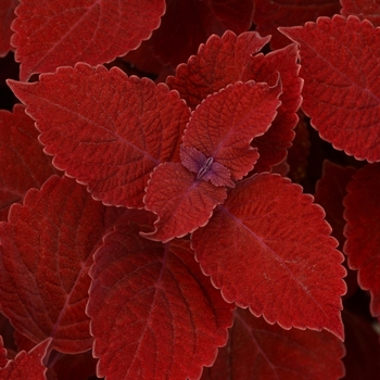Solenostemon scutellarioides - 'Ruby Slipper'