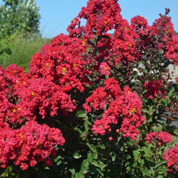 Lagerstroemia (Crapemyrtle) - Princess 'Holly Ann'