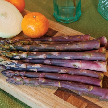 Asparagus officinalis - 'Purple Passion'