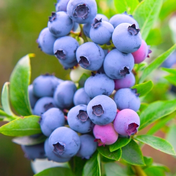 Vaccinium angustifolium - Blueberry 'Razz'