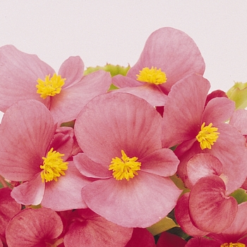 Begonia semperflorens 'Prelude Pink' - Wax Begonia