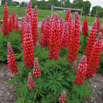 Lupinus polyphyllus (Lupine) - Westcountry 'Red Rum'