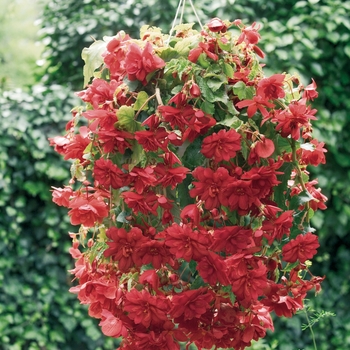 Begonia x tuberhybrida - Illumination® Scarlet