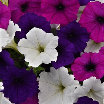 Petunia hybrid - Easy Wave® Great Lakes Improved