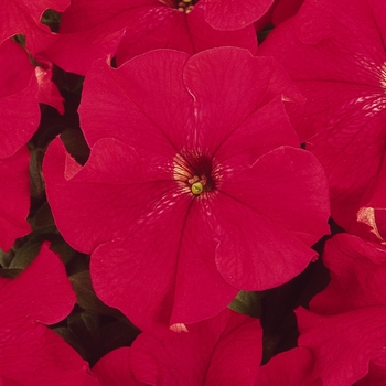 Petunia hybrida - Dreams™ Red 