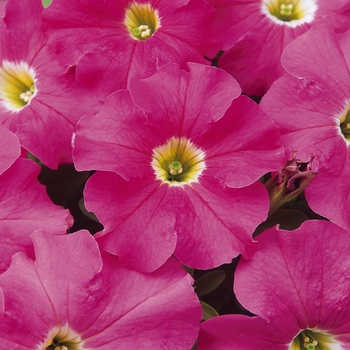 Petunia hybrida - Dreams™ Pink