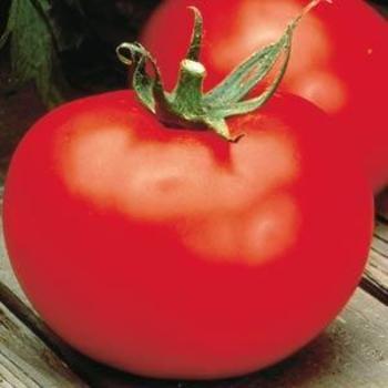 Tomato Husky Red - Husky Red Tomato