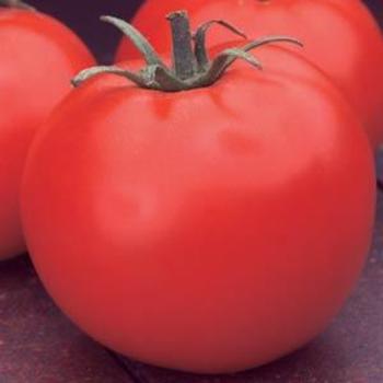 Tomato Dixie Red - Dixie Red Tomato