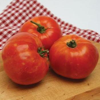 Tomato Delicious - Delicious Tomato