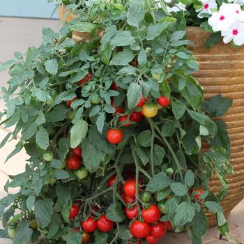 Lycopersicon esculentum - Tomato 'Tumbling Tom Red' 