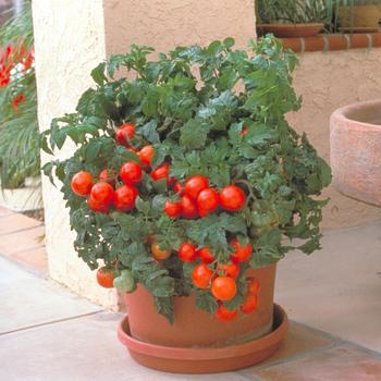 Tomato Patio - Patio Tomato