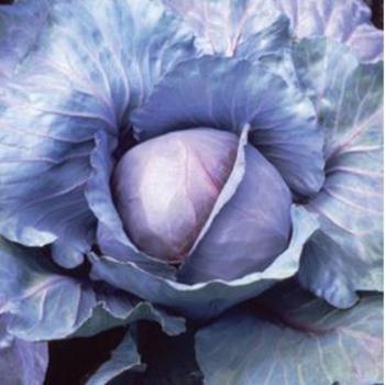 Red Jewel Cabbage - Cabbage Red Jewel