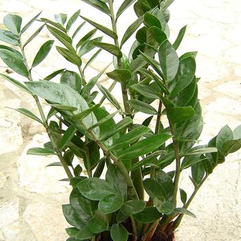 Zamioculcas zamiifolia - ZZ Plant