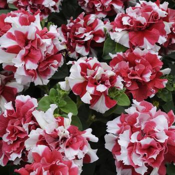 Petunia hybrida - Double Madness™ Red and White