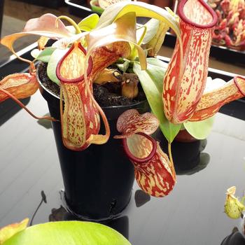Nepenthes - Pitcher Plant