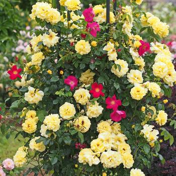 Rosa 'Golden Showers' - Rose 'Golden Showers'