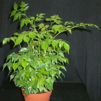 Radermachera sinica - China Doll Plant