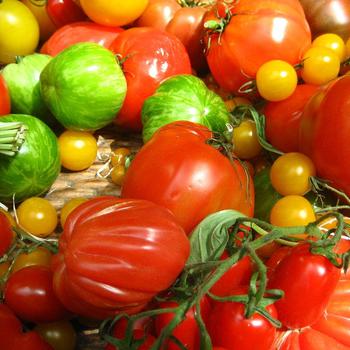 Many Varieties - Tomatoes