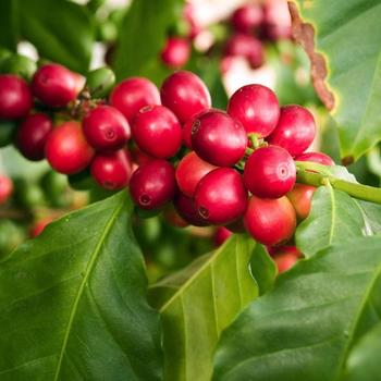 Coffea - Coffee Plant