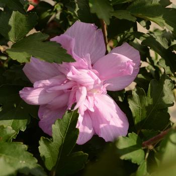 Hibiscus syriacus - 'Ardens' Rose of Sharon
