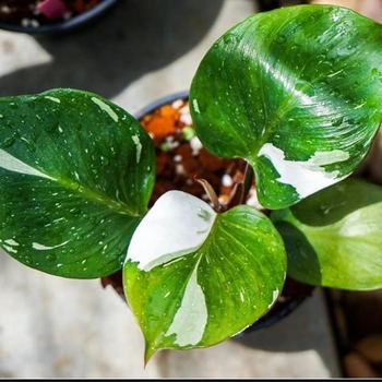 Philodendron 'White Knight' - White Knight Philodendron