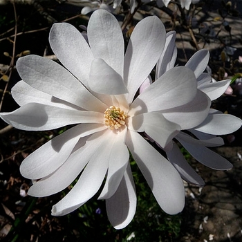 'Royal Star' Magnolia