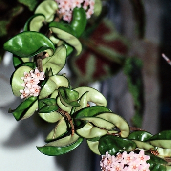 Hoya carnosa f. compacta (Hindu Rope Plant) - Hindu Rope Plant